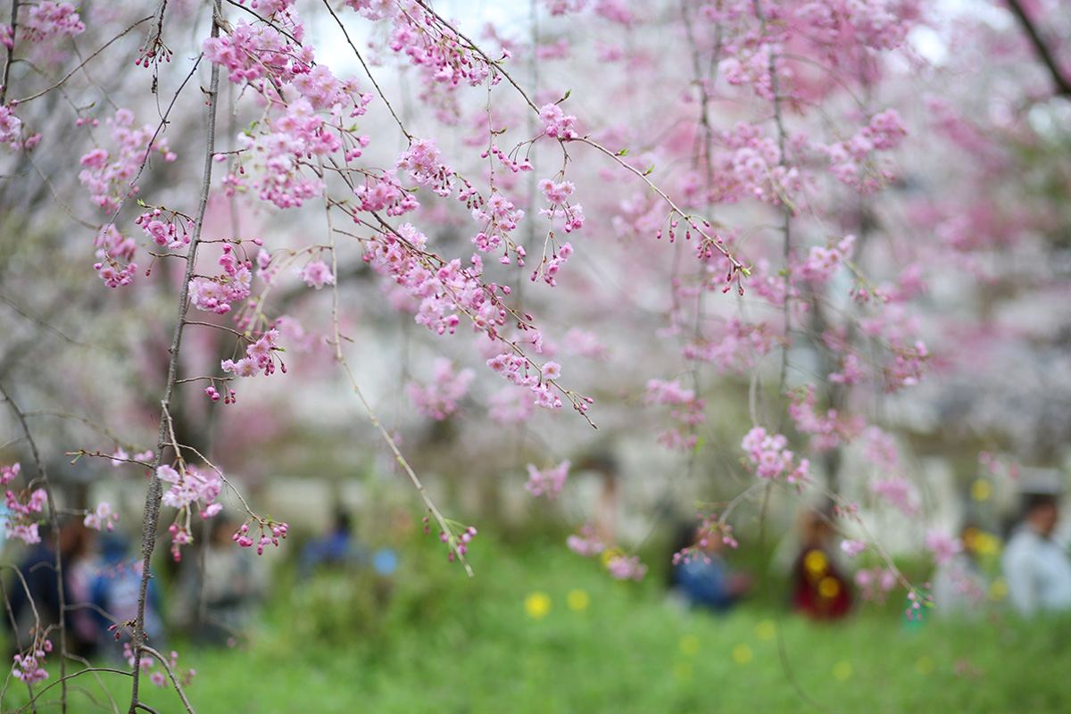 桜