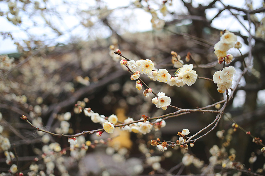 梅の花