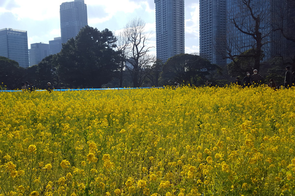 菜の花