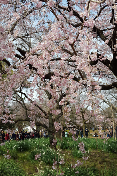 桜