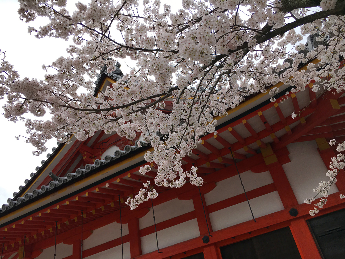 縁結びの神様、地主神社の桜祭り、「謡奉納」へ。 - おしゃれに。FONTAINE お出かけブログ