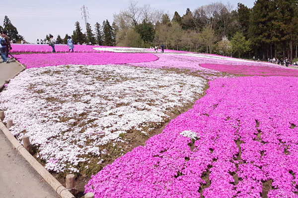 芝桜