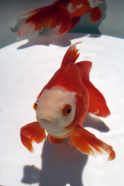 金魚アップ