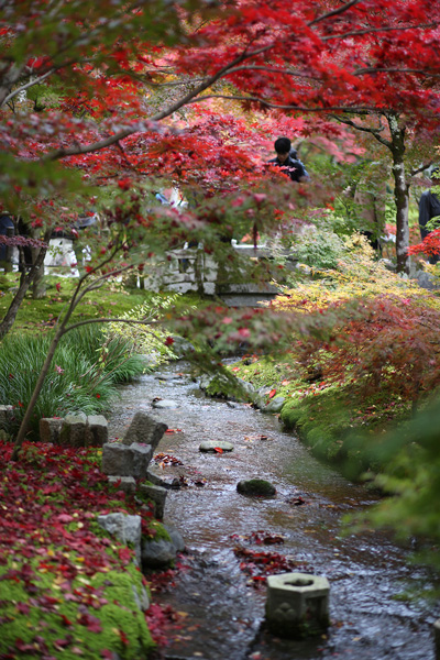 紅葉