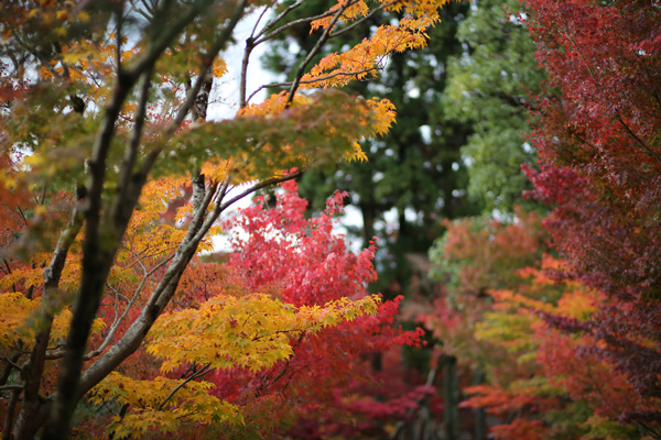 紅葉