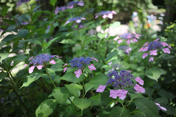 紫陽花